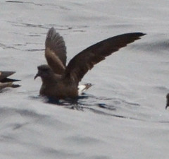 Hydrobates leucorhous