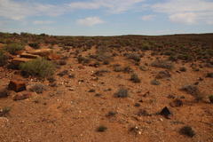 Dimorphotheca pinnata
