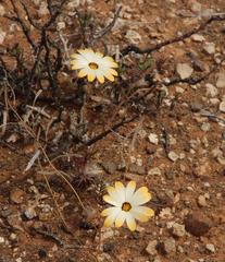 Dimorphotheca pinnata