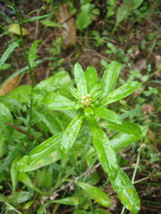 Gamochaeta simplicicaulis