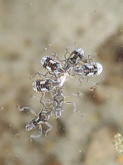 Microvelia buenoi