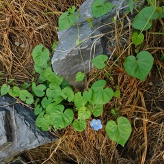 Ipomoea hederacea integriuscula