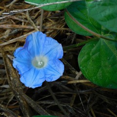 Ipomoea hederacea integriuscula