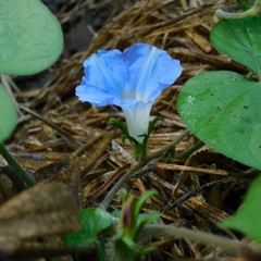Ipomoea hederacea integriuscula