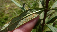 Coleosporium vernoniae