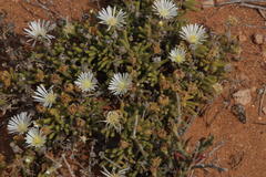 Drosanthemum eburneum