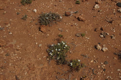 Drosanthemum eburneum, photograph 6