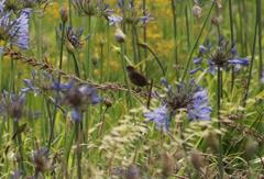 Sphenoeacus afer afer