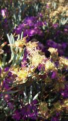 Lampranthus stipulaceus