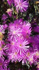 Lampranthus stipulaceus