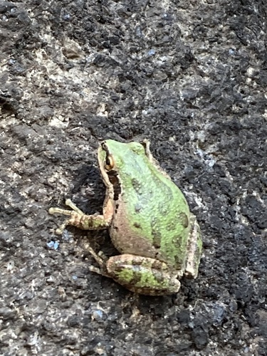 iNaturalist observation photo of Pacific chorus frog