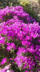 Lampranthus stipulaceus