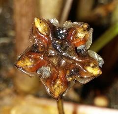 Lampranthus stipulaceus