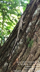 Anolis sulcifrons