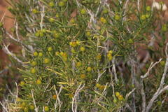 Pteronia pallens