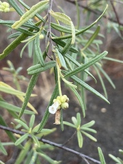 Varronia revoluta