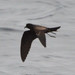 Black Storm-Petrel - Photo (c) Don Loarie, some rights reserved (CC BY)