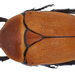 Sun Beetle - Photo (c) Udo Schmidt, some rights reserved (CC BY-SA)