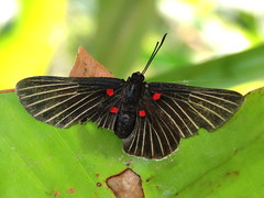 Melanis cephise