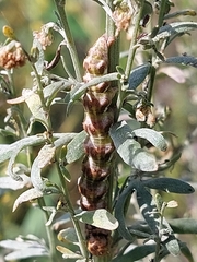 Cucullia absinthii