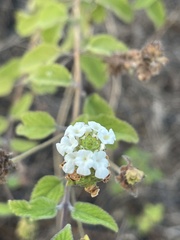 Lantana peduncularis