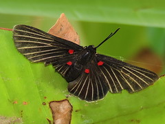 Melanis cephise