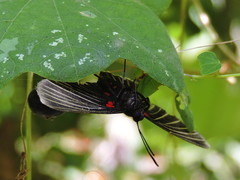 Melanis cephise
