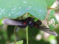 Melanis cephise