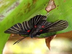 Melanis cephise