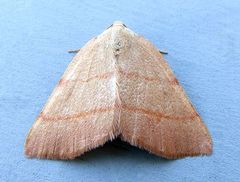 Drepanulatrix bifilata