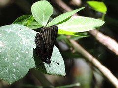 Melanis cephise