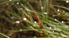 Fimbristylis annua