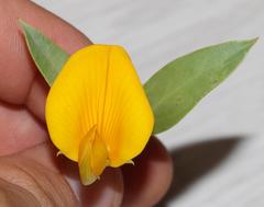 Rafnia elliptica
