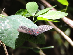 Melanis cephise