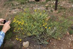 Rafnia elliptica