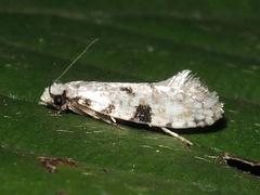 Nemapogon auropulvella