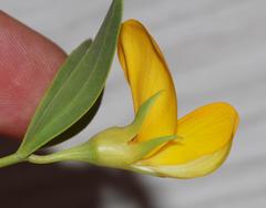 Rafnia elliptica