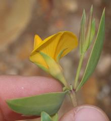Rafnia elliptica
