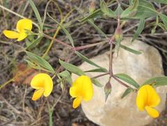 Rafnia elliptica