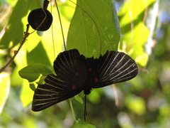 Melanis cephise