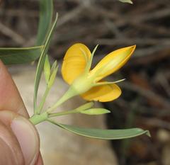 Rafnia elliptica