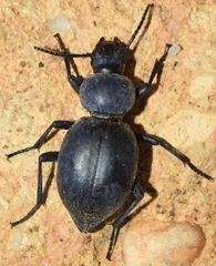 Tentyria incerta
