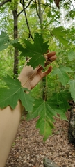 Acer saccharinum