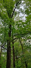 Acer saccharinum
