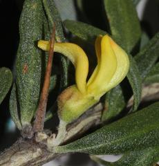 Aspalathus spinosa glauca