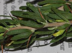 Aspalathus spinosa glauca