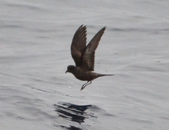 Hydrobates homochroa