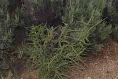 Aspalathus spinosa glauca