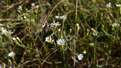 Symphyotrichum depauperatum