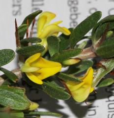 Aspalathus spinosa glauca